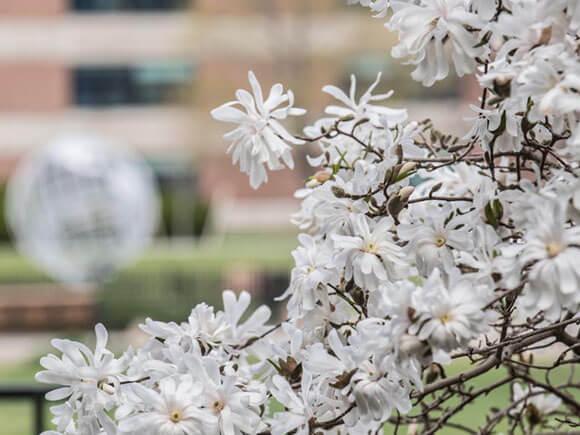 Flowering tree on the campus green, with the globe sculpture in the background.