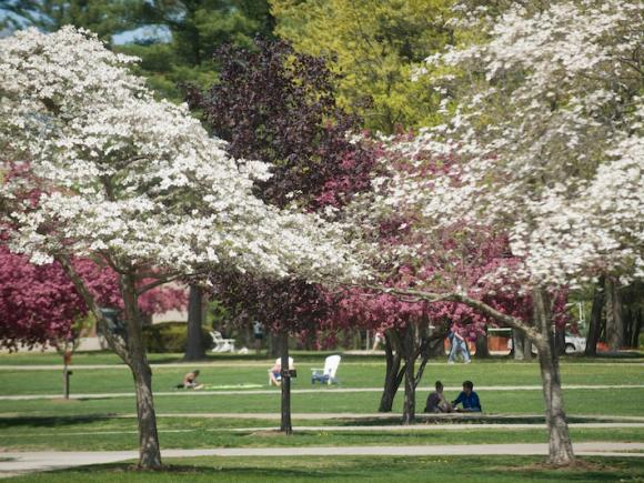 A campus stock photo of white and pink-flowered trees dotting the campus green. Several students sit in the background, along the green grass. It looks to be springtime, with flora in bloom.