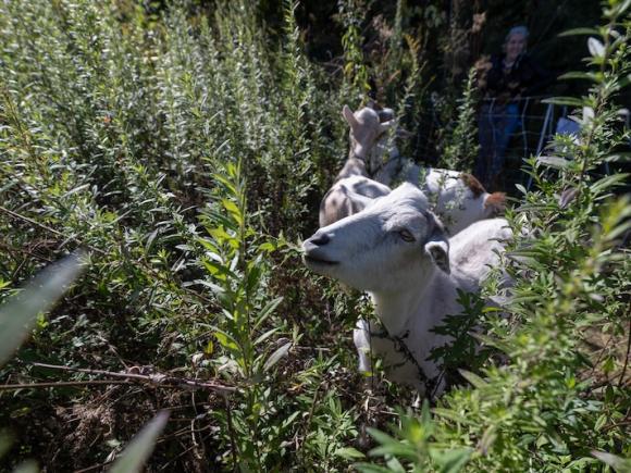 A white goat eats invasive plant species that surround South Lot as part of three environmental majors' capstone senior project.