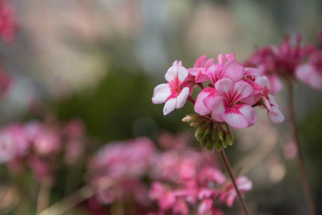 Pink geranium flower on campus.