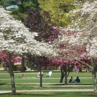 A campus stock photo of white and pink-flowered trees dotting the campus green. Several students sit in the background, along the green grass. It looks to be springtime, with flora in bloom.